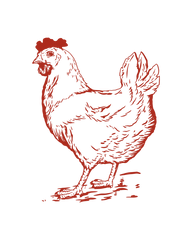 Pasture Raised Chicken For the Year