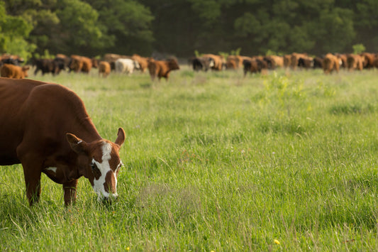 Not All Grass-Finished Beef Is Equal: The Science Behind Truly Nutrient-Dense Beef