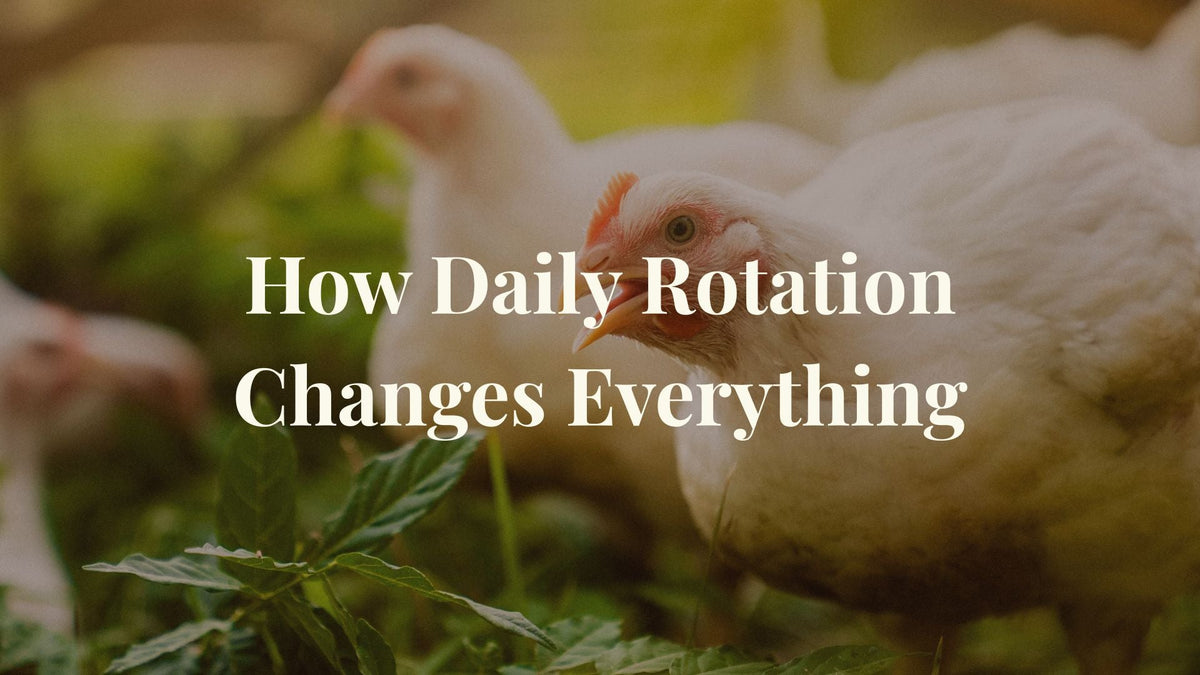 Two chickens on pasture grass with overlay text how daily rotation changes everything