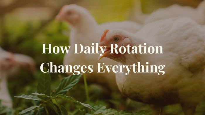 Two chickens on pasture grass with overlay text how daily rotation changes everything