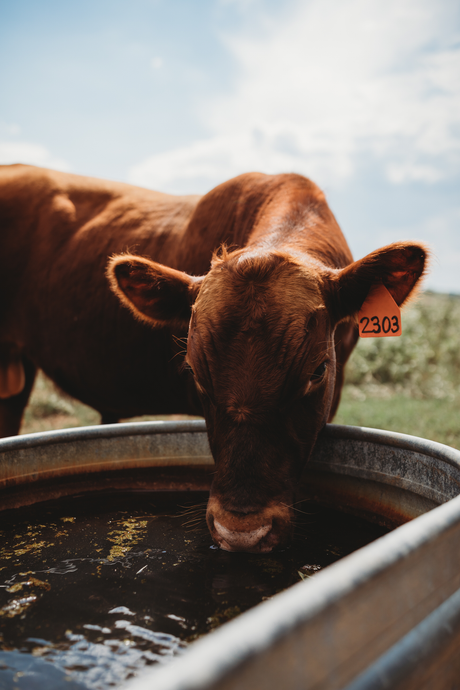 Cattle drinking water out of a water trough on p&k family farms