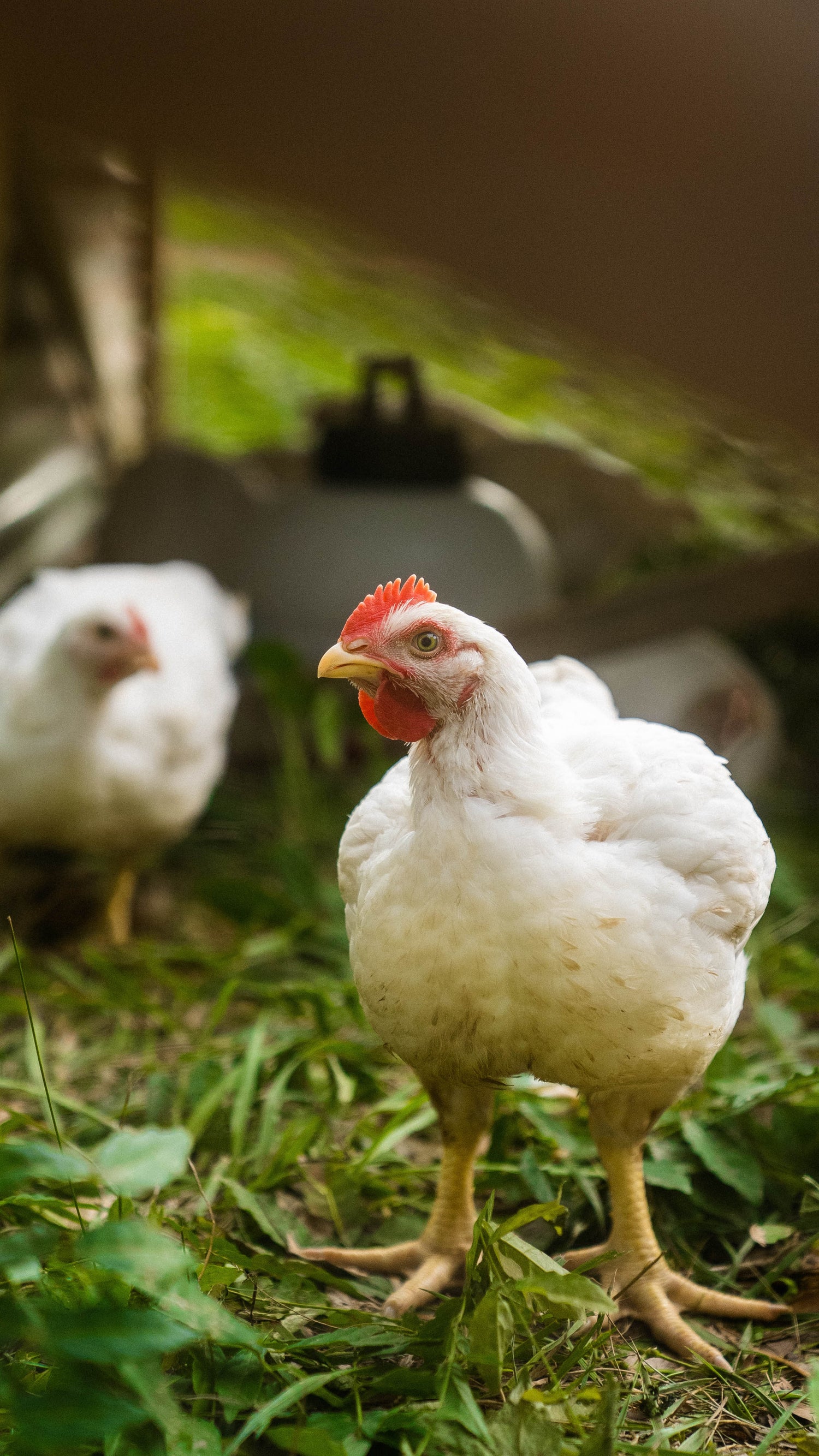 Pasture Raised Chicken Standing on Pasture near Atlanta, Ga