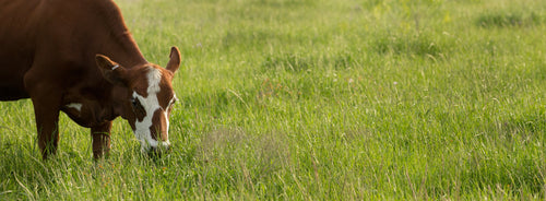 Cow grazing pasture grass