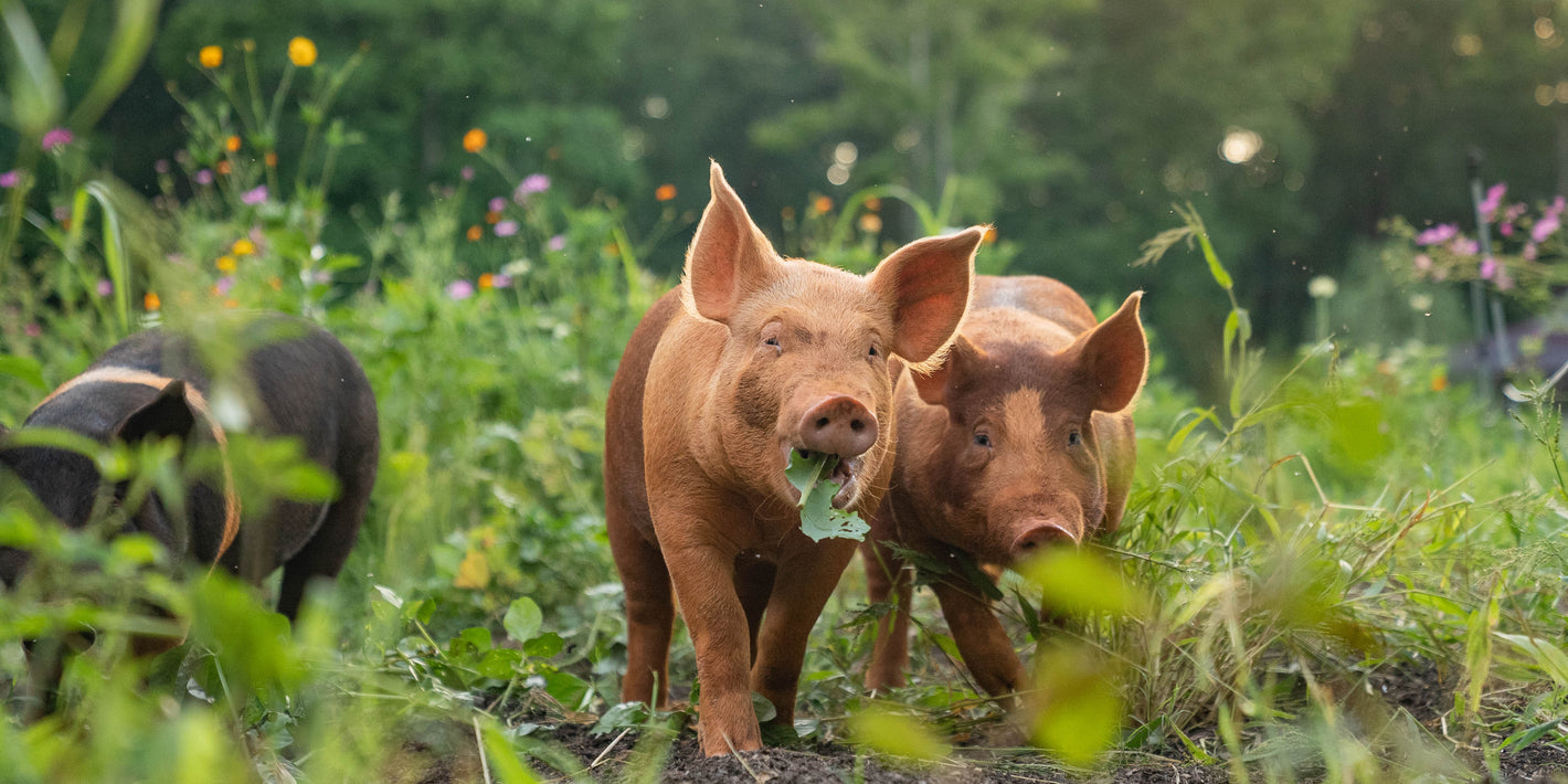 astured pork from P&K Family Farms delivered to Atlanta Georgia raised on wooded pasture with regular rotation and corn-free soy-free feed