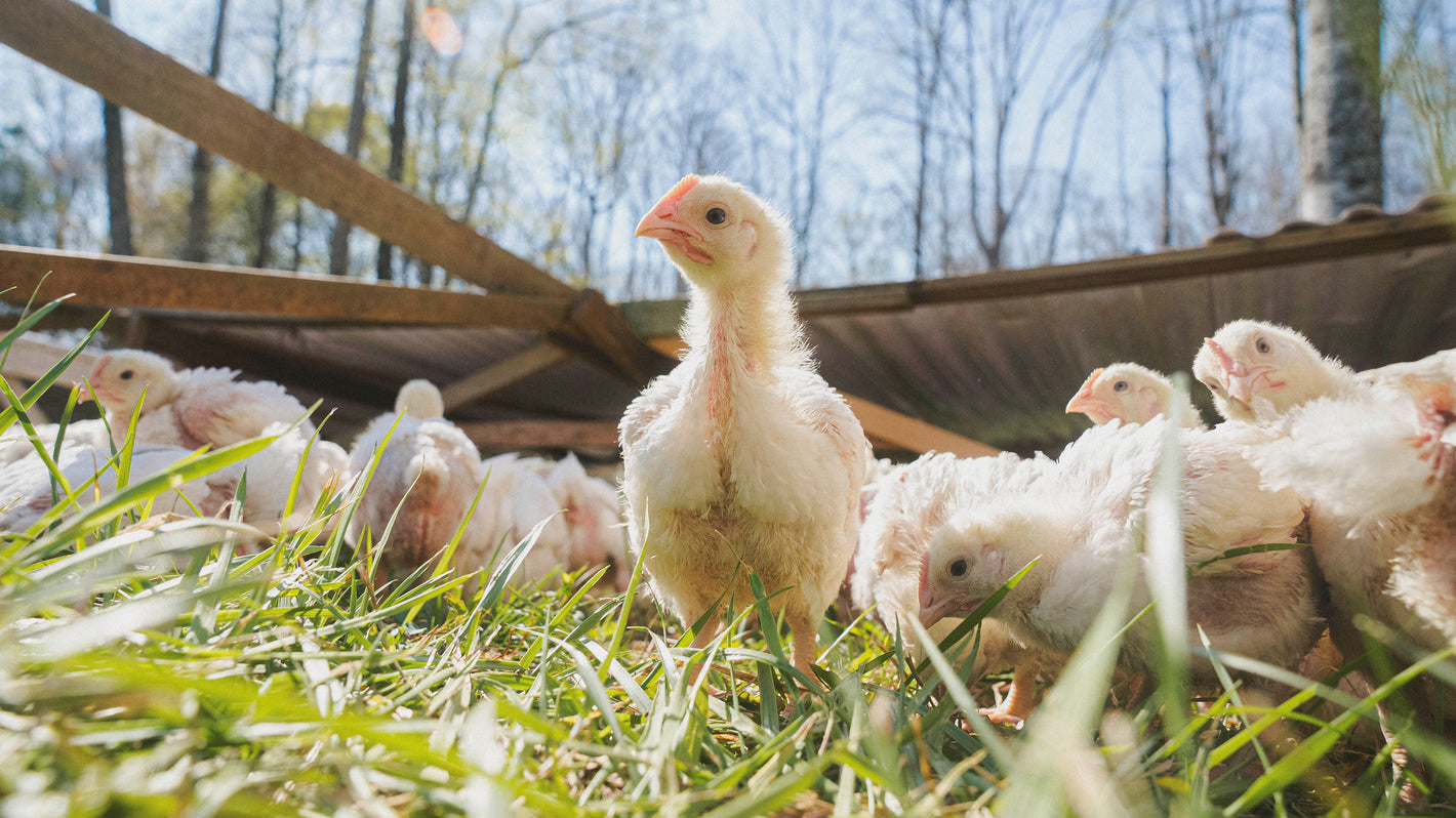 Pasture-raised whole chicken from P&K Family Farms delivered to Atlanta Georgia raised on fresh pasture daily with corn-free soy-free feed