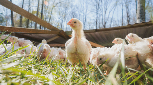 Pasture-raised whole chicken from P&K Family Farms delivered to Atlanta Georgia raised on fresh pasture daily with corn-free soy-free feed