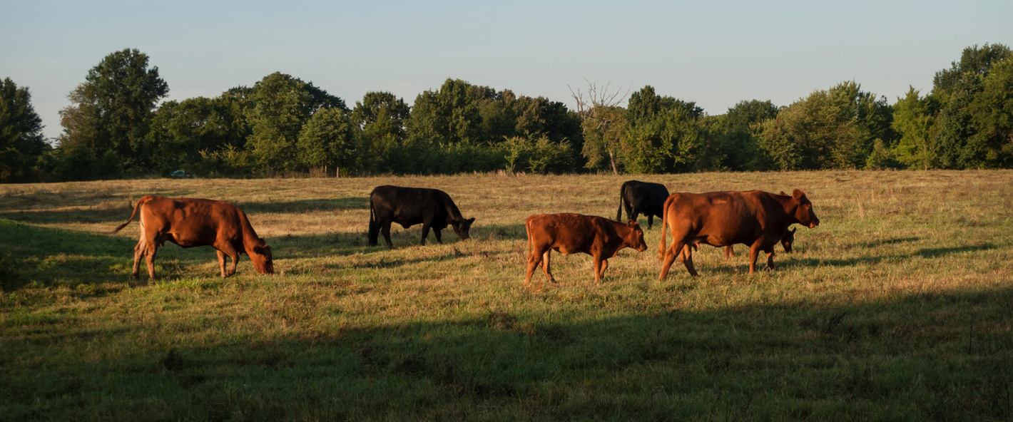 Grass-finished beef share from P&K Family Farms delivered to Atlanta Georgia 100 percent grass fed and finished on regenerative pastures